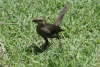 Carib Grackle (Quiscalus lugubris)