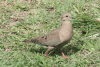 Eared Dove (Zenaida auriculata)