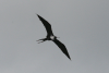 Magnificent Frigatebird (Fregata magnificens)