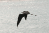 Magnificent Frigatebird (Fregata magnificens)