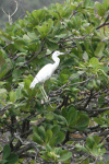 Little Blue Heron (Egretta caerulea)