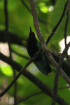 Purple-throated Carib (Eulampis jugularis)