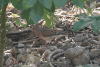 Guadeloupe Birds