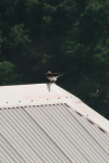 Eastern Caribbean Kestrel (Falco sparverius caribaearum)