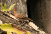 Zenaida Dove (Zenaida aurita)