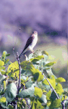 Madagascar Kestrel (Falco newtoni)