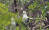 Crested Coua (Coua cristata)