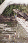 Madagascar Kingfisher (Corythornis vintsioides vintsioides)