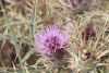 Thistle (Cynara cornigera)