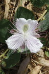 Rock Caper (Capparis orientalis)