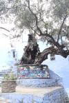 Gnarly Tree Chefchaouen