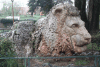 Lion Statue Park Ifrane