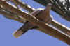 Eurasian Collared Dove (Streptopelia decaocto)