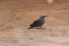 Blue Rock Thrush ssp. solitarius (Monticola solitarius solitarius)