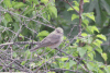 Spotted Flycatcher (Muscicapa striata)