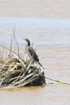 Cape Cormorant (Phalacrocorax capensis)