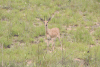 Southern Steenbuck (Raphicerus campestris campestris)