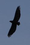 Bateleur Eagle (Terathopius ecaudatus)