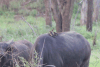 Red-billed Oxpecker (Buphagus erythrorynchus)