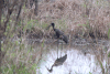 Mainland African Openbill (Anastomus lamelligerus lamelligerus)