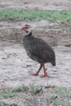 Humboldt's Red-necked Francolin (Pternistis afer humboldtii)