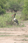 Saddle-billed Stork (Ephippiorhynchus senegalensis)