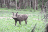 Southern Warthog (Phacochoerus africanus sundevallii)