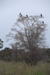 Marabou Stork (Leptoptilos crumenifer)