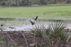 Glossy Ibis (Plegadis falcinellus)