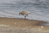 White-fronted Plover ssp. marginatus (Charadrius marginatus marginatus)