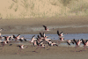 Lesser Flamingo (Phoeniconaias minor)