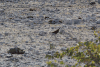 African Jacana (Actophilornis africanus)