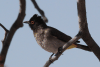 African Red-eyed Bulbul ssp. nigricans (Pycnonotus nigricans nigricans)