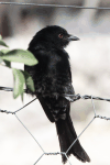 Clancey's Fork-tailed Drongo (Dicrurus adsimilis apivorus)