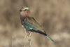 Lilac-breasted Roller ssp. caudatus (Coracias caudatus caudatus)