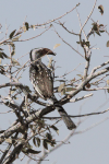 Southern Red-billed Hornbill (Tockus rufirostris)