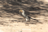 Southern Yellow-billed Hornbill (Tockus leucomelas)