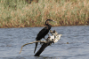 Mainland African Darter (Anhinga rufa rufa)