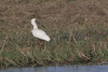 African Spoonbill (Platalea alba)