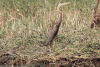 Western Purple Heron (Ardea purpurea purpurea)