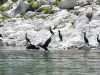 Continental Great Cormorant (Phalacrocorax carbo sinensis)