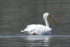 Birds in North_macedonia