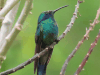 Birds in Panama