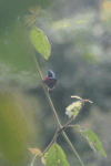 Cinnyris Sunbird (Cinnyris sp.)