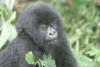 Gorillas in Rwanda