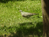 Columba palumbus palumbus