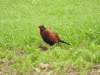 Birds in Slovenia