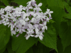 Perennial Honesty (Lunaria rediviva)