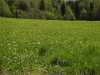 Meadow Dandelions