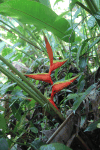 Heliconia Flower